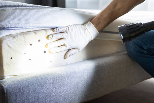 Best Bed Bug Extermination  in Granvle, IL