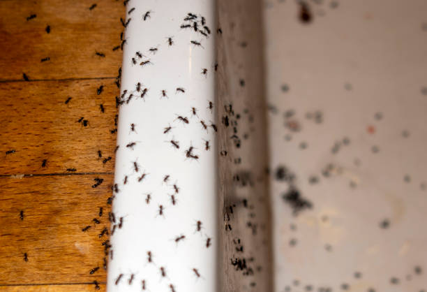 Best Insect Control  in Granvle, IL