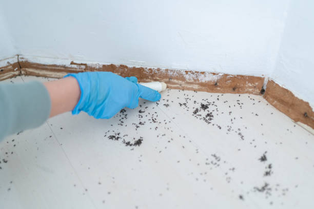 Best Termite Control Services  in Granvle, IL