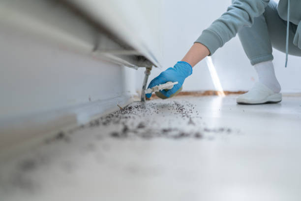 Best Affordable Pest Control Services  in Granvle, IL